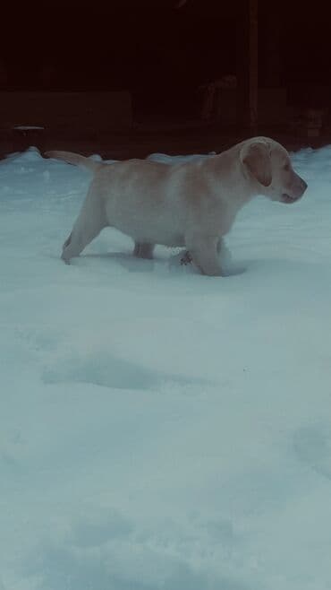 мясные отходы для собак: Лабрадор-ретривер, 2 месяца, Самка, С прививкой — 2