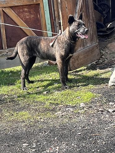 мопс маленький: Собака даром: Питбуль, 6 месяцев, Самка — 6