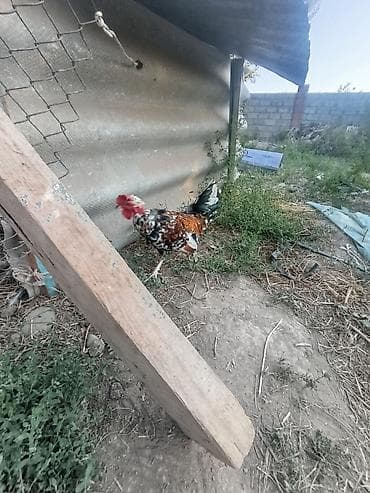 Үй жаныбарлары: Сатам | Короздор | Көбөйтүү үчүн — 4