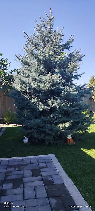 кой козулу: Саженцы деревьев: Ели — 1