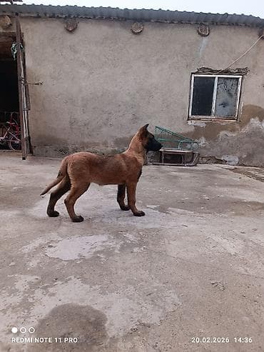 Ветеринар кызматы: Бельгия овчаркасы, 3 айлык, Ургаачы, Ит тегин тастыктоочу документ — 5