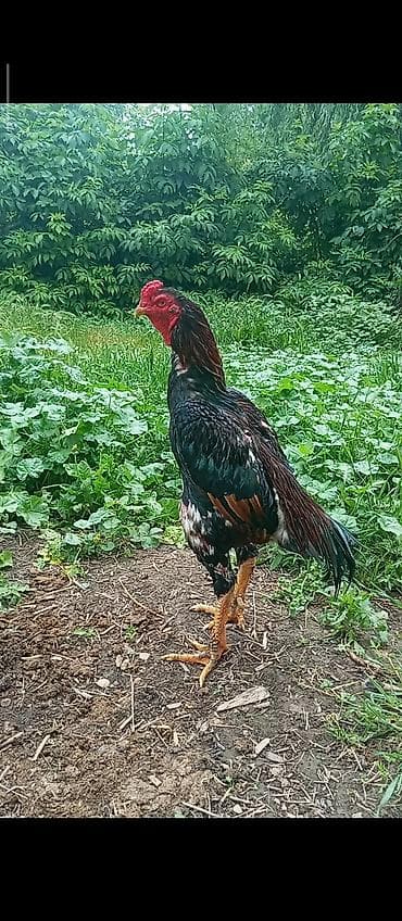 кой мал: Продам хорошего петуха на пароду самый раз, петух кассой — 1