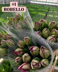 купить луковицы тюльпанов из голландии: Предлагаются тюльпаны различных оттенков для предзаказа к 8 марта 2026 — 2