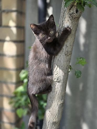 Животные: 🐾 Британские котята готовы к переезду! 🏡 Предлагаются очаровательные — 1