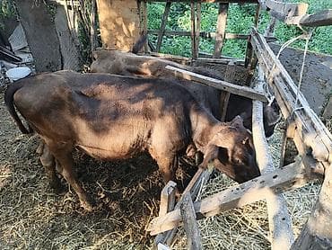 сыр козий: Продаю тёлок.
6 месяцев 
кара-балта
Прошу по 64 000т — 4