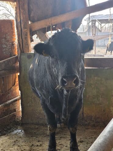 племенные коровы молочные купить: Продаю | Бык (самец) | Абердин-ангус | Для разведения | Племенные — 1