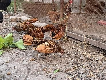 купить кошку манчкин: Продаю | Куры | Для разведения — 10