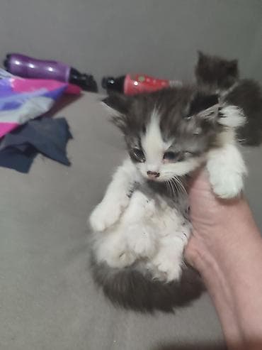 кара балта кошки: Пушистые котята с длинной шерстью, окрасы: серо-белый, черно-белый — 2