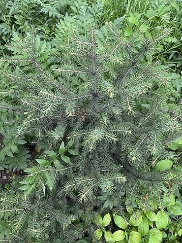 Ель обыкновенная (Picea abies), садовый экземпляр для пересадки. - — 2