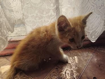 игрушки кошек: Отдам 3х котят в хорошие руки, г. Кара-Балта — 3