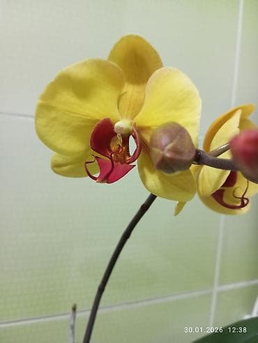 Лимоны: Орхидеи фаленопсис желтый. Без горшка и без грунта.В наличии 3шт. - — 4