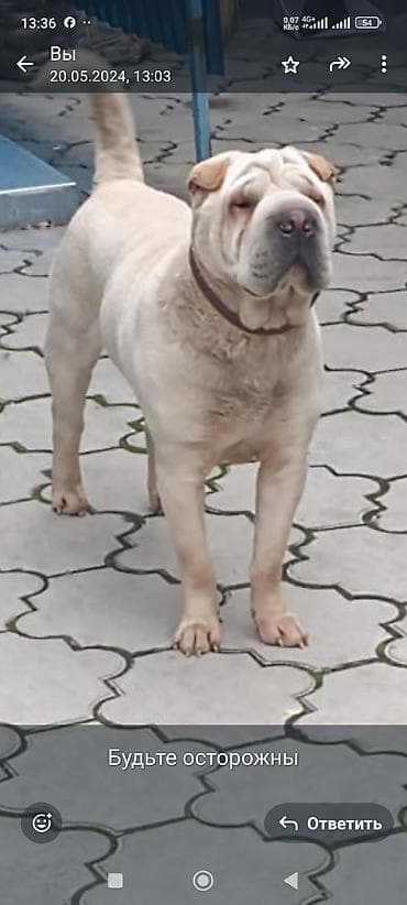 стрижка животных: Порода: шарпей, светлый окрас (крем/беж). Описание: - Крепкое — 1