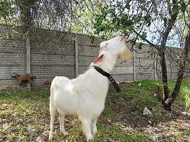 Продаю | Козёл (самец) | Зааненская | Для разведения | Племенные, Осеменитель