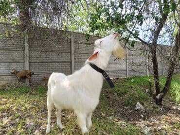 необычные животные: Продаю | Козёл (самец) | Зааненская | Для разведения | Племенные, Осеменитель — 1