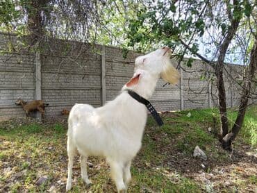 породистые: Продаю | Коза (самка) | Для разведения — 8