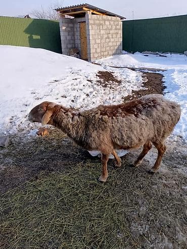 детский машина электро: Детский трехколесный велосипед - Тип: педальный трехколесный — 4