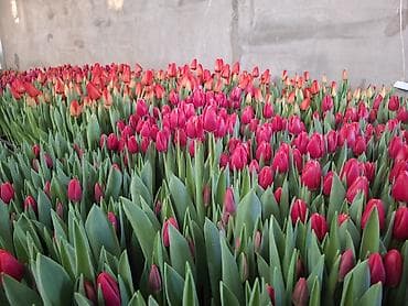 новогодние свитера: Тюльпаны срезка и луковицы - Разнообразие сортов и окрасок — 5