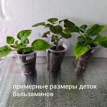 Комнатные растения: В наличии крупные детки, бальзаминов по 100 с -150 с. Возможна — 6