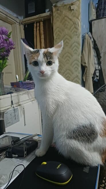 Грызуны: Кошка даром: Беспородная, 1 год, Девочка, Приучена к лотку — 3