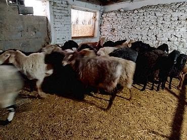 Другие животные: Продаю | Овца (самка) — 5