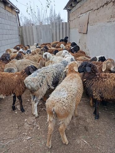 вислоухие кошки бишкек: Продаю | Овца (самка) | На забой | Матка — 1
