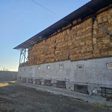 купить собаку шпица недорого: Продаю беде (люцерну) 1укос ~10 000шт в Сокулуке находится — 1