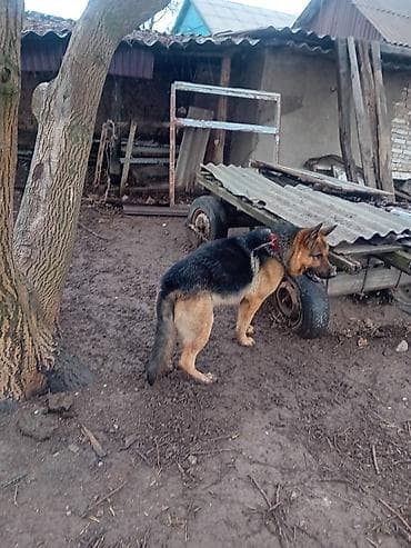 собака породы йоркширский терьер: Немецкая овчарка - Порода: немецкая овчарка (чёрно-рыжий окрас). - — 3