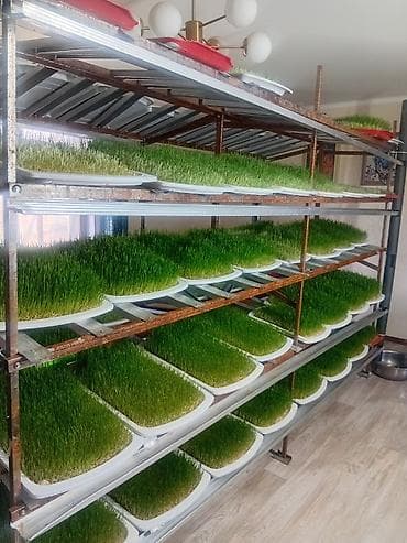 Пророщенная зелень пшеницы и свежевыжатый сок из пшеничной травы at lalafo.kg Пророщенная зелень пшеницы и свежевыжатый сок из пшеничной травы