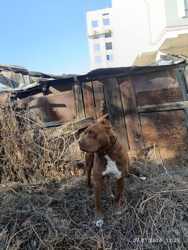 пидбу: Питбуль, 10 месяцев, Самец, С прививкой — 4