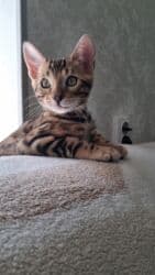 отдам котенка в добрые руки: На бронь бенгальские котята,свободны две девочки,к переезду будут — 19