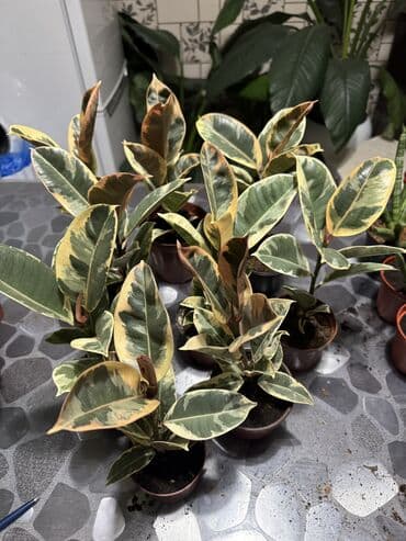 Диффенбахии: Фикус 380 сом, черный принц, лирата, шривериана, Тинеке и обычный — 3