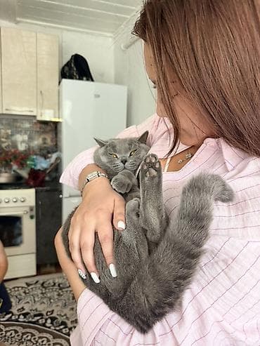 скоттиш страйт серый: Британская короткошёрстная, 10 месяцев, Мальчик, Серый, Приучена к лотку, Проглистована, С прививками — 3