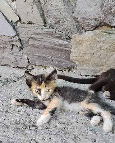 Кошки: Котята в добрые руки - Возраст 2 месяца: активные, любознательные — 2