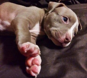 щенки питбуль: Питбуль, 2 месяца, Самец, С прививкой — 3