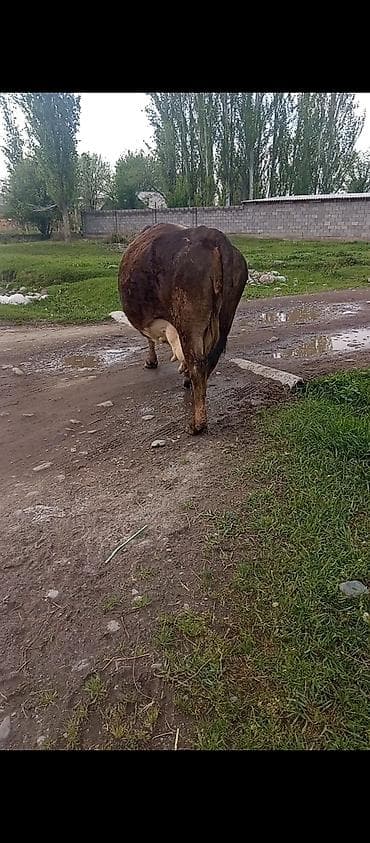 купить собаку кане корсо: Продаю | Корова (самка) | Для молока | Не стельные — 5