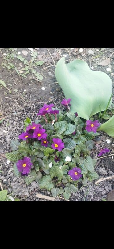 органайзер бишкек: Көчөттөр гүлдүн — 8