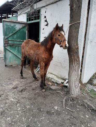 лошади жеребята: Продаю | Жеребенок | Полукровка | Конный спорт | Племенные — 6