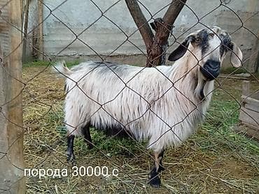 кой аштоо: Продаю | Коза (самка) | Для разведения — 4