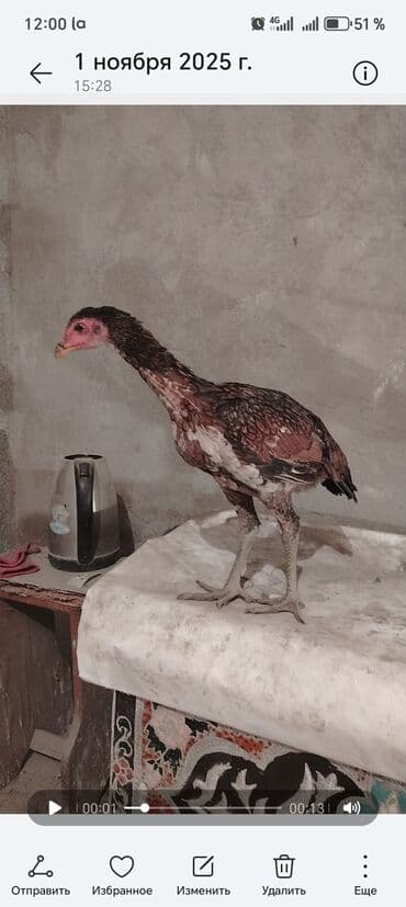 объявления о найденных животных: Дакан жожо мекиштер сатылат 4 ай — 1