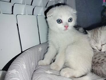 пит: Шотландские вислоухие котята 2 месяцев - Порода: Scottish Fold — 1