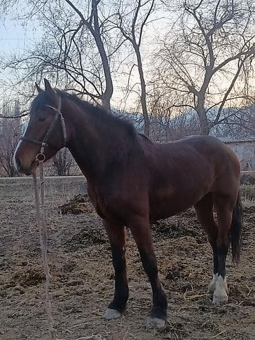 кона: Продаю | Жеребец | Рабочий — 7