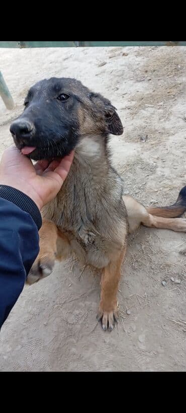 Вязка собак: Бельгийская овчарка, 2 месяца, Самец — 3