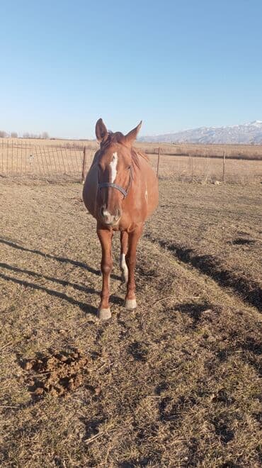 дом животных: Продаю | Жеребец | Дончак | Для разведения | Племенные — 8