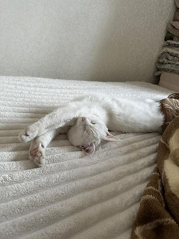 Кошка даром: Беспородная, 8 месяцев, Девочка, Приучена к лотку