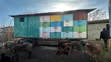 Оборудование для производства: Передвижная пчеловодческая платформа (прицеп‑павильон) - под готовый — 3