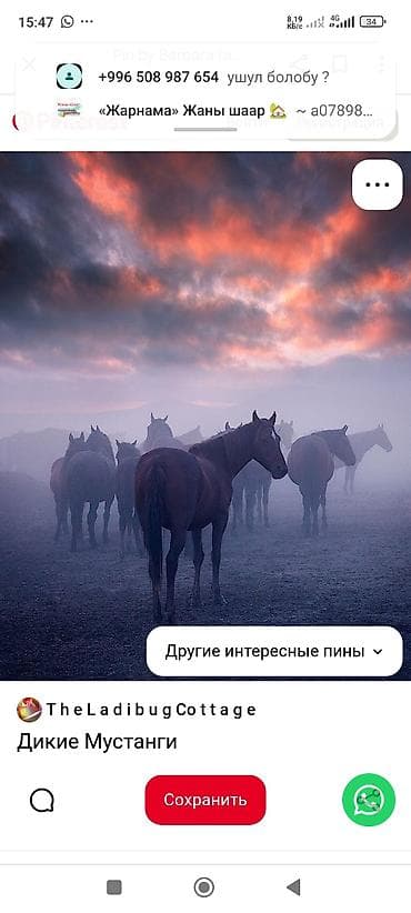 бутылки 5л: Кымыз из Кочкорского района - Натуральный саамал кымыз с высокогорных — 5