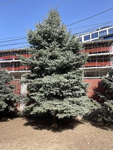 fanta: Голубая ель (Picea pungens ‘Glauca’) — взрослые ландшафтные — 2