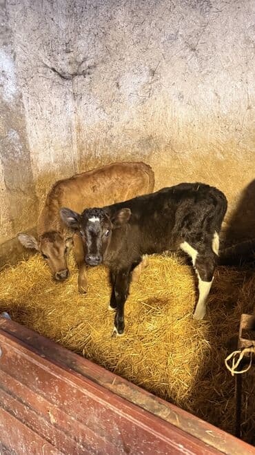 Собаки: Продаю | Тёлка | Швицкая | Для молока — 4