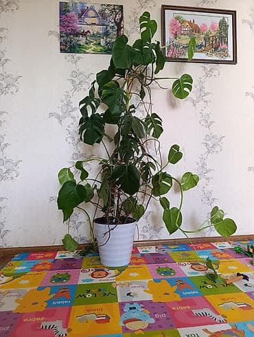 Монстера деликатесная (Monstera deliciosa) в горшке. - Крупное