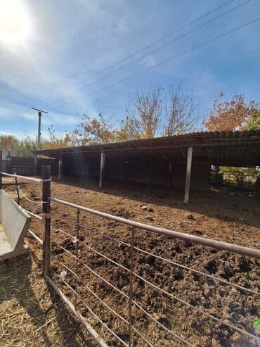 70 сом: 44 соток, Кызыл китеп — 8